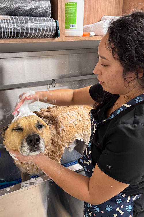 A woman is washing a dog in a grooming tub, gently scrubbing the dog's soapy head while the dog looks relaxed and calm. Towels and grooming supplies are visible in the background.