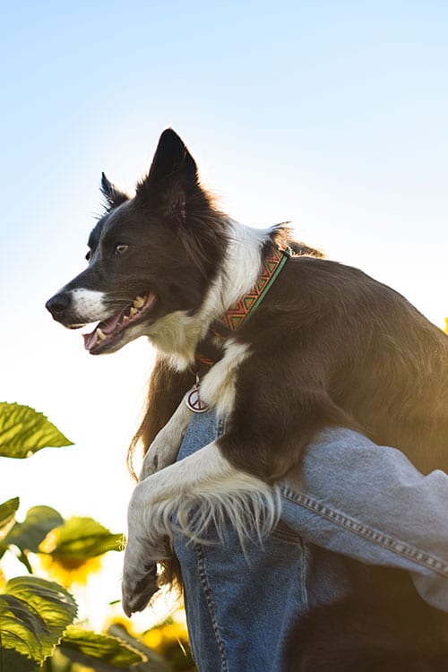 A black and white Border Collie, wearing a colorful collar, is joyfully perched on a veterinarian's shoulder. The vet is dressed in jeans and they are surrounded by green leaves under a clear blue sky. The sun is shining brightly.