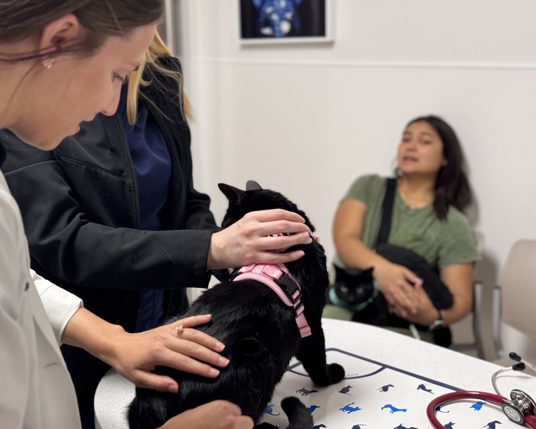 A veterinarian examines a black cat while its owner sits nearby in the exam room.