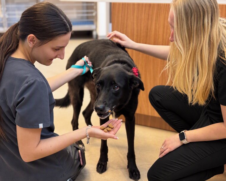 Two team members kneel on the floor with a black dog, one offering a handful of treats.