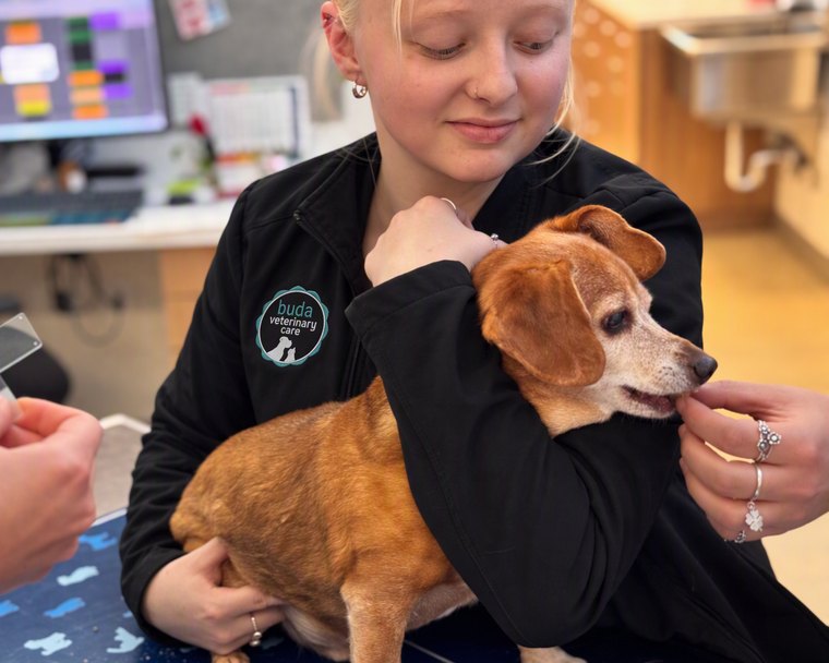 A team member cuddles a senior beagle on the exam table while a colleague gently strokes its chin.