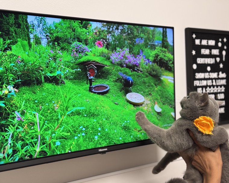 A gray cat in a flower collar watches a nature scene on a screen in a calm exam room.