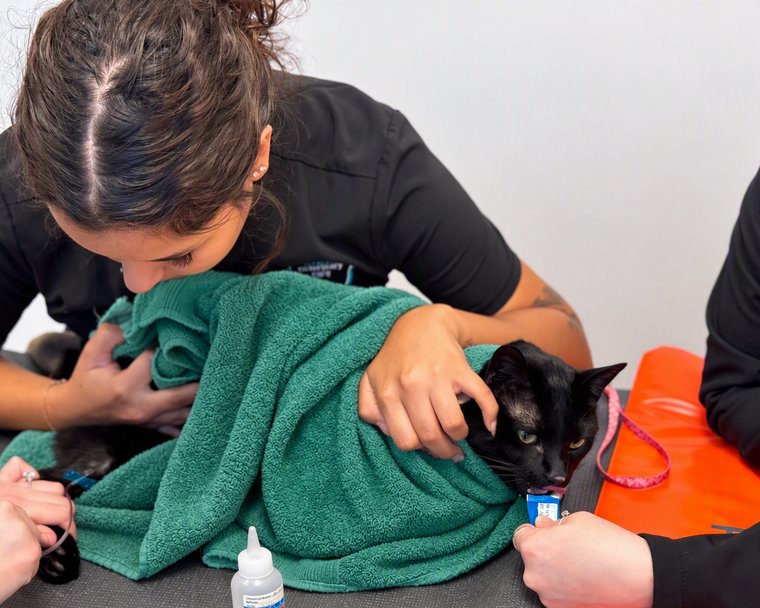 A team member wraps a black cat snugly in a green towel during a gentle exam.