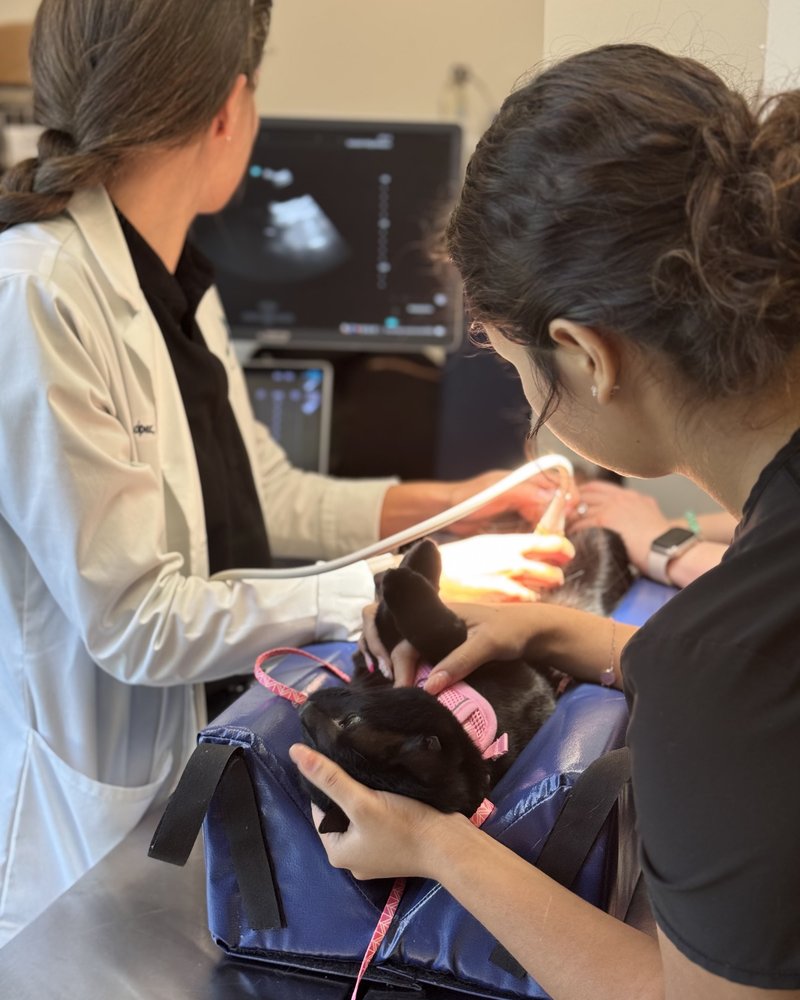 A veterinarian and technician perform a gentle ultrasound while a black cat rests in its carrier bag.