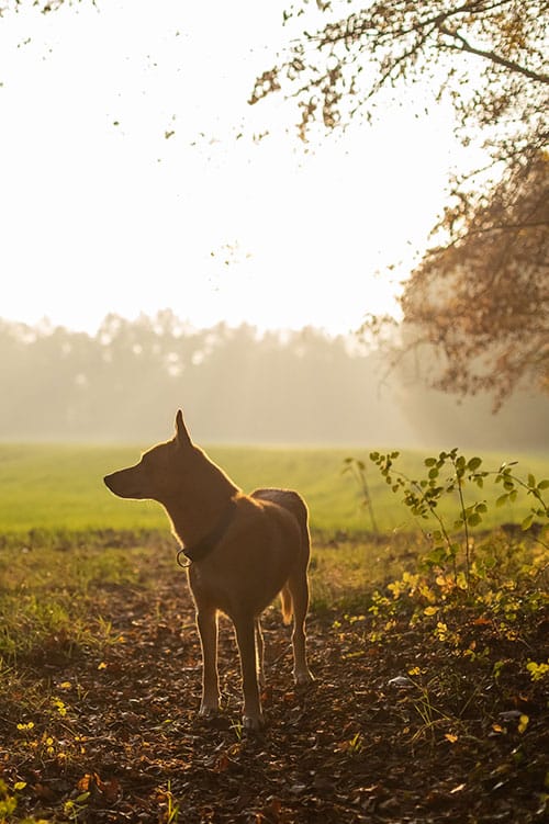 A dog stands on a sunlit forest path, surrounded by grass and trees. As the sun sets, casting a warm, golden glow over the scene, it seems like the perfect moment for any vet to appreciate the beauty of nature and its furry companions.