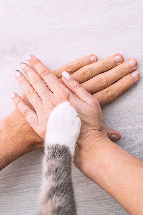 A cat's paw rests delicately on two human hands, stacked palm-down on a light wooden surface. This layered effect captures a serene moment of trust that might be observed by a caring vet during a gentle examination.