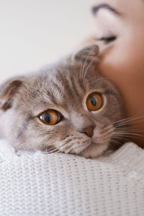 A person lovingly holds a gray cat with bright orange eyes close to their face. The cat, recently examined by the vet, looks attentively ahead, snuggled against the person's shoulder, who is wearing a white knitted sweater.
