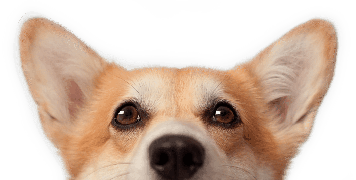 Close-up of a corgi dog's face with large ears, brown eyes, and a black nose, set against a plain white background.