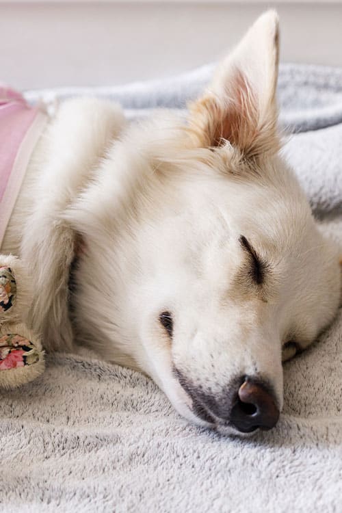 A white dog with fluffy fur is peacefully sleeping on a soft, light gray bedspread. The dog, dressed in a pink shirt, rests its paw on a sushi-patterned slipper while dreaming of delightful visits to the vet. The background is softly blurred.