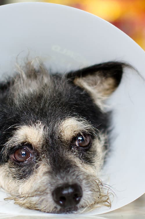 A small, scruffy dog with black and gray fur rests its head on a surface, wearing a protective cone likely after a vet visit. Its eyes gaze softly upward, reflecting trust in the veterinarian's care.
