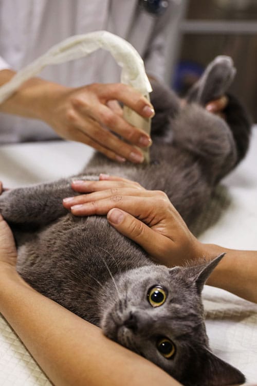 A gray cat lies on its back on a table, being gently held by a vet while another veterinarian performs an ultrasound on its abdomen. The cat looks relaxed and calm in the veterinary setting.